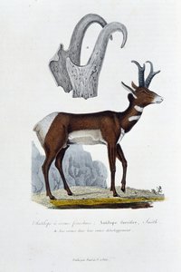 Doğal Tarih Kurulu: Şaplaklı Antilopu temsil eden zoolojik tahta; Furcifer Antilop, Smith. a. Boynuzlar tüm gelişimlerinde - doğa bilimci Georges Louis Leclerc, Buffon Kontu (1707 - 1788) tarafından “” Buffon