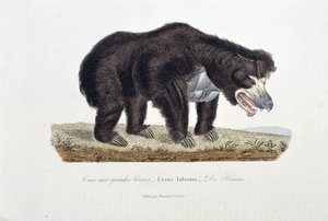 Doğa Tarihi Plakası: Büyük Dudaklı Ayı'yı, Ursus labiatus'u, De Blaini'yi tasvir eden Zoolojik Plaka - doğa bilimci Georges Louis Leclerc, Buffon Kontu (1707 - 1788) tarafından "" Buffon'un Tamamlanmışları"nda. 1837'den g