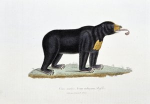 Doğal Tarih Plakası: Malezya Ayısını, Ursus malayanus