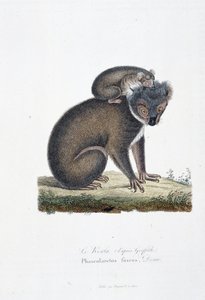 Doğal Tarih Plakası: Koala