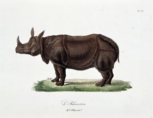 Doğal Tarih Plakası: Le Rhinoceros'u temsil eden zoolojik tahta - doğa bilimci Georges Louis Leclerc, Buffon Kontu (1707 - 1788) tarafından “” Completes of Buffon”da. 1837'den bir gravür.