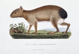 Doğal Tarih Plakası: Agouti des Patagons, Dasyprocta patachonica