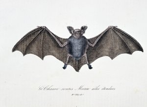 Doğa Tarihi Plakası: Bat Murin genişletilmiş kanatlarını temsil eden zoolojik tahta - doğa bilimci Georges Louis Leclerc, Buffon Kontu (1707 - 1788) tarafından “” Buffon