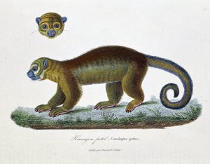 Doğa Tarihi Plakası: Doğa bilimci Georges Louis Leclerc, Buffon Kontu (1707 - 1788) tarafından “” Buffon