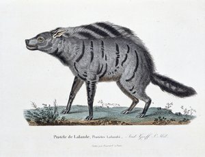 Doğal Tarih Plakası: Protele de Lalande'yi temsil eden zooloji kurulu, Proteles Lalandii - doğa bilimci Georges Louis Leclerc, Buffon Kontu (1707 - 1788) tarafından “” Tamamen Buffon Eserleri”nde. 1837'den gravür. by Georges Louis Leclerc