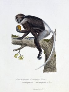 Doğal Tarih Plakası: Beyaz Rump Semnopitheque, Semnopithecus Leucoprymnus, Otto - doğa bilimci Georges Louis Leclerc, Buffon Kontu (1707 - 1788) tarafından “” Completes of Buffon” da temsil edilen zoolojik pano. 1837'den bir gravür. by Georges Louis Leclerc