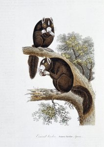 Doğa Tarihi Plakası: Doğa bilimci Georges Louis Leclerc, Count of Buffon (1707 - 1788) tarafından yazılan “” Works of Buffon”da iki renkli sincabı (Sciurus bicolor) temsil eden zoolojik pano. 1837