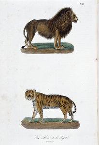 Doğal Tarih Plakası: Aslan ve kaplanı temsil eden zoolojik pano - doğa bilimci Georges Louis Leclerc, Buffon Kontu (1707 - 1788) tarafından “” Completes of Buffon”da. 1837