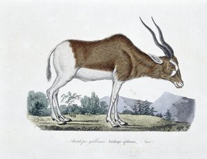 Doğal Tarih Plakası: Doğa bilimci Georges Louis Leclerc, Buffon Kontu (1707 - 1788) tarafından yazılan “Tamamen Buffon Eserleri”nde Gibbous Antilopu, Gibbosa Antilopu, Savi