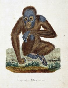 Doğal Tarih Plakası: Orang outan'ı (orang outan, orang outang, orang outang), Pithecus satyrus'u - doğa bilimci Georges Louis Leclerc, Buffon Kontu (1707 - 1788) tarafından yazılan “Buffon Completes of Buffon”da gösteren zoolojik çizelge. 1837'