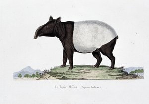 Doğa Tarihi Plakası: Doğa bilimci Georges Louis Leclerc, Buffon Kontu (1707 - 1788) tarafından yazılan “” Works of Buffon”da Le Tapir Maiba