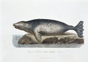 Doğal tarih panosu: Choris mührünü tasvir eden zoolojik pano, Phoca Chorisii, Ders - doğa bilimci Georges Louis Leclerc, Buffon Kontu (1707 - 1788) tarafından “” Works of Buffon”da. 1837