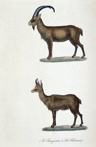Doğal tarih panosu: 1. Ibex ve 2. Le Chamois - doğa bilimci Georges Louis Leclerc, Count of Buffon (1707 - 1788) tarafından "" Completes de Buffon"da temsil edilen zoolojik pano. 1837