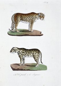 Doğal tarih panosu: 1. Leopard ve 2. Le Jaguar