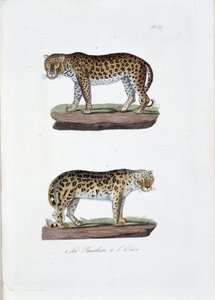 Doğal tarih panosu: 1. The Panghere ve 2. L'Once - doğa bilimci Georges Louis Leclerc, Count of Buffon (1707 - 1788) tarafından “” Complete Works of Buffon”da temsil edilen zoolojik pano. 1837'den bir gravür. by Georges Louis Leclerc