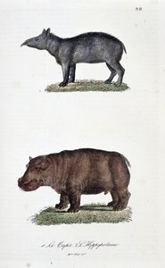 Doğal tarih panosu: 1. The Tapir ve 2. L