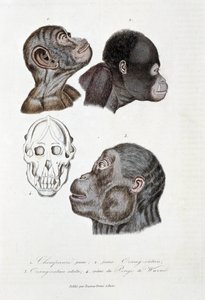 Doğa tarihi panosu: 1. Genç şempanzeyi temsil eden zoolojik pano; 2. genç Orang outan (orangutan, orangutan, orangutan); 3. Yetişkin yabancılar; 4. Crane du Pongo de Wurmb - doğa bilimci Georges Louis Leclerc'in “Buffon'un Bütün Eserleri”nde, by Georges Louis Leclerc