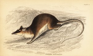 Kahverengi dört gözlü opossum, Metachirus nudicaudatus. ,1841 (gravür)