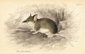 Adi dunnart, Sminthopsis murina. ,1841 (gravür) by Georges Robert Waterhouse