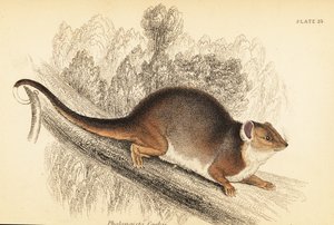 Sıradan halka kuyruğu, Pseudocheirus peregrinus. ,1841 (gravür)
