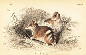 Doğu çubuklu bandicoot, Perameles gunnii.,1841 (gravür)