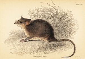 Doğu cüce ben, Cercartetus nanus.,1841 (gravür)