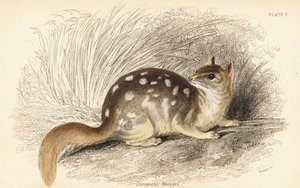Doğulu, Dasyurus viverrinus. Nesli tükenmekte. ,1841 (gravür)