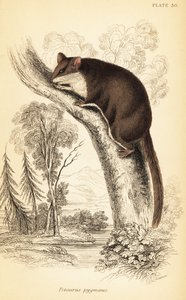 Tüylü planör, Acrobat pygmaeus. ,1841 (gravür)