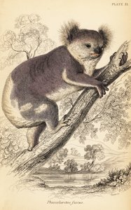 Koala, Phascolarctos cinereus.,1841 (gravür) by Georges Robert Waterhouse
