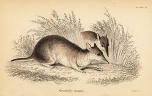 Uzun burunlu bandicoot, Perameles nasuta., 1841 (gravür)
