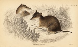 Güney kahverengi bandicoot, Isoodon obesulus. Nesli tükenmekte. ,1841 (gravür) by Georges Robert Waterhouse