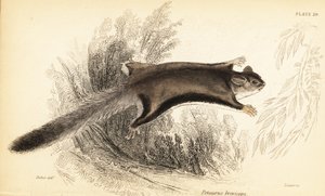 Şeker planör, Petaurus breviceps.,1841 (gravür)