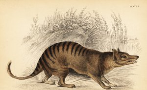 Tazmanya kaplanı, Thylacinus cynocephalus. Yok olmuş. ,1841 (gravür)