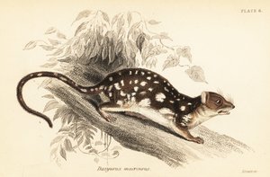 Tiger Quoll, Dasyurus maculatus., 1841 (gravür)