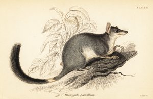 Tuan veya adi wambenger, Phascogale tapoatafa. ,1841 (gravür) by Georges Robert Waterhouse