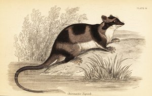 Su opossum veya yapok, Chironectes minimus. ,1841 (gravür)
