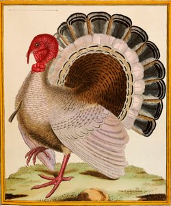 "Histoire Nouvelles des Oiseaux"dan Bir Türkiye, 1771-86 by Georges de Buffon