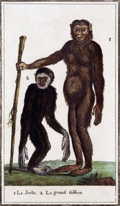 Jocko, şempanze veya jibon, Georges-Louis Leclerc'in Buffon Kontu (1707-1788) tarafından Histoire naturelle illüstrasyon formu, suluboya gravürü by Georges de Buffon