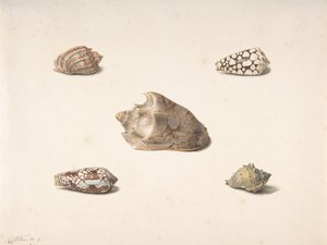Beş Kabuk, n.d.. by Georgius Jacobus Johannes van Os
