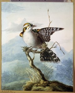 ""Küçük bir kuş"" (Küçük kuş) Suluboya, Georgius Jacobus Johannes van Os (1782-1861) 1798 Puşkin Müzesi, Moskova by Georgius Jacobus Johannes van Os