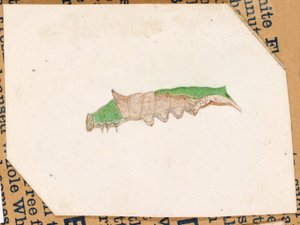 Oak Leaf Edge Caterpillar..., 20. yüzyılın başlarında.