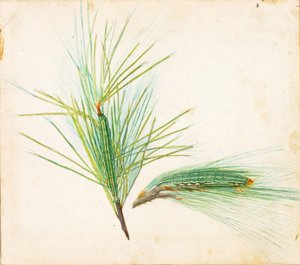 Pine-Tuft Caterpillar..., 20. yüzyılın başları.