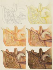 Eyer (Teknik Gösteri) by Gerald Transpota