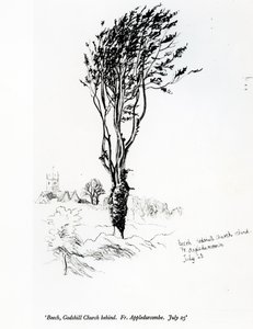 Kayın, Godshill Kilisesi arkasında. Fr. Appledurcombe. 25 Temmuz, c.1860