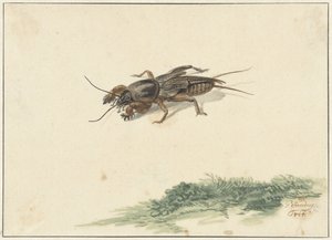 Böcek by Gerard Sanders