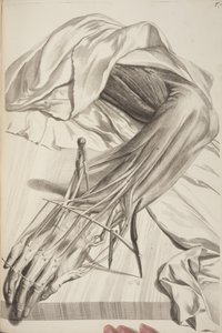 İnsan Vücudunun Anatomisi, Govard Bidloo, 1685