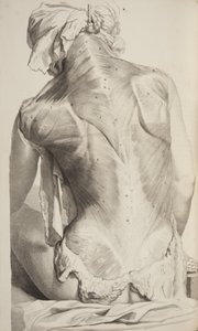 İnsan Vücudunun Anatomisi, Govard Bidloo, 1685
