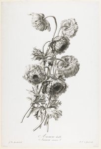 Çift anemon, Fleurs Dessinees d'apres Nature'dan, c.1800 (nokta gravürü)