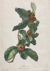 Ekili Muşmula (Mespilus germanica)