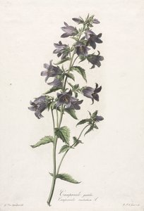 Doğadan çizilen çiçekler: Çan çiçeği by Gerard van Spaendonck
